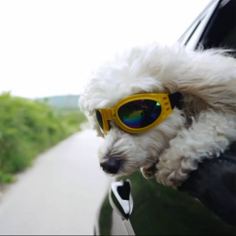 Dog with sunglasses.