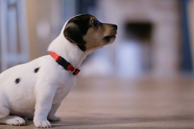 puppy sitting down.